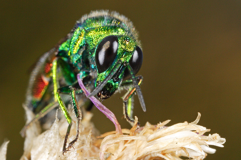 Stilbum calens
